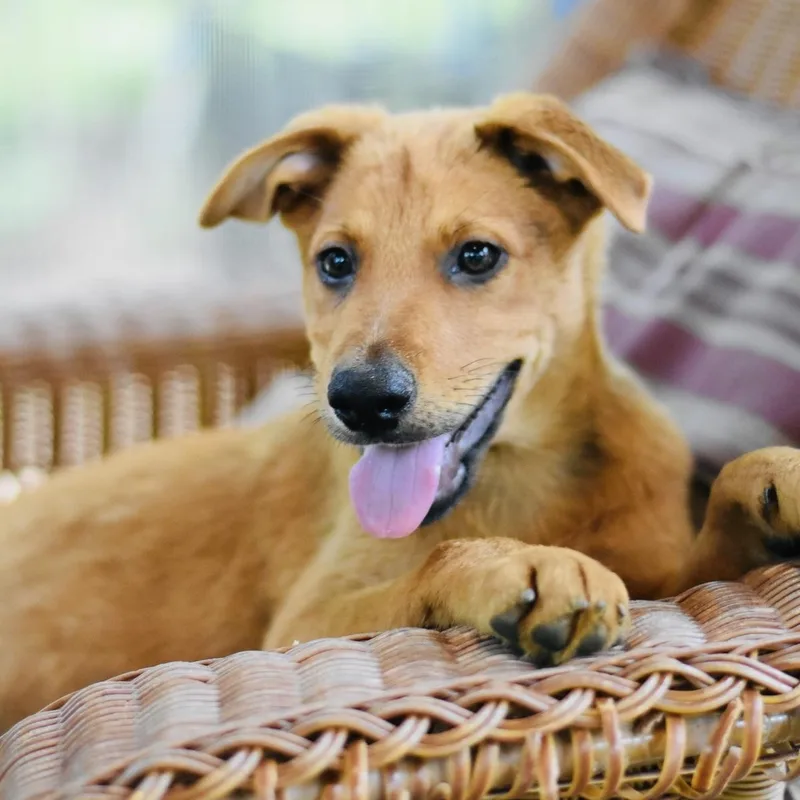 A baby medium-sized male Golden Shepherd dog named Carter for adoption in Conroe, TX