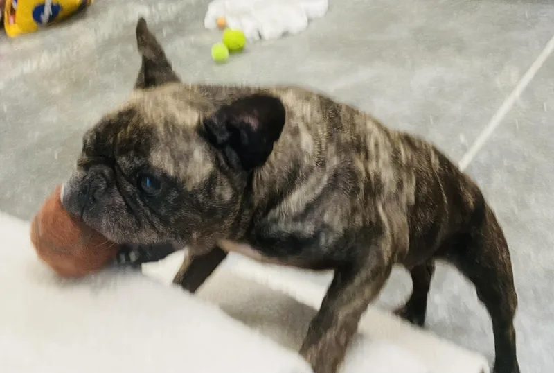 An adult small-sized male Brindle French Bulldog dog named Bulbasaur for adoption in Seabrook, TX