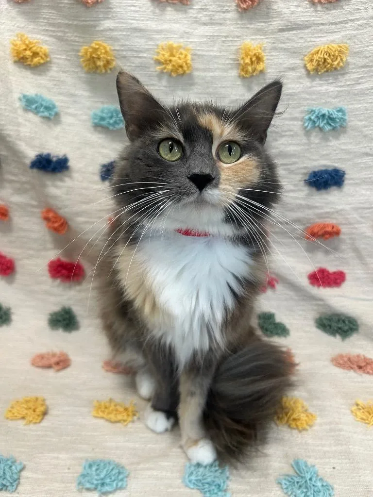A young medium-sized female Domestic Long Hair cat named Jasmine for adoption in Denham Springs, LA