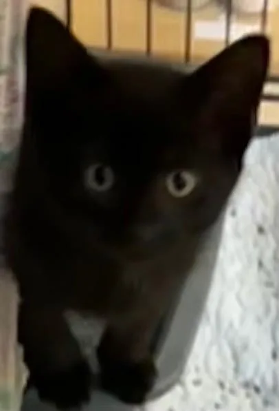A baby small-sized male Domestic Short Hair cat named Yoshi for adoption in Elizabethton, TN