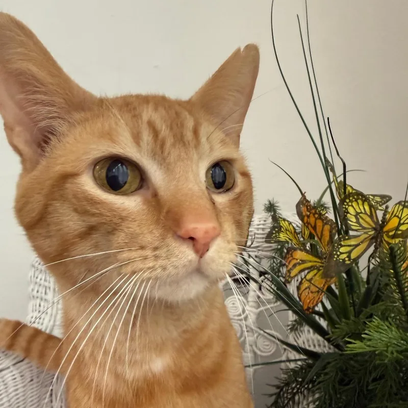 Puppers Palm thumbnail 2