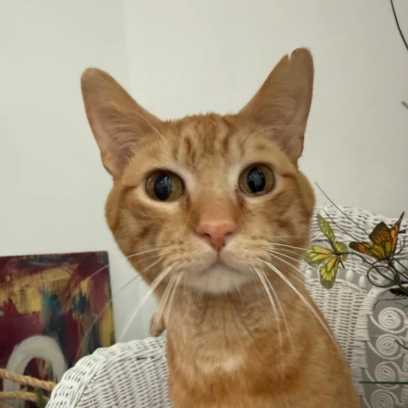 Puppers Palm thumbnail 3