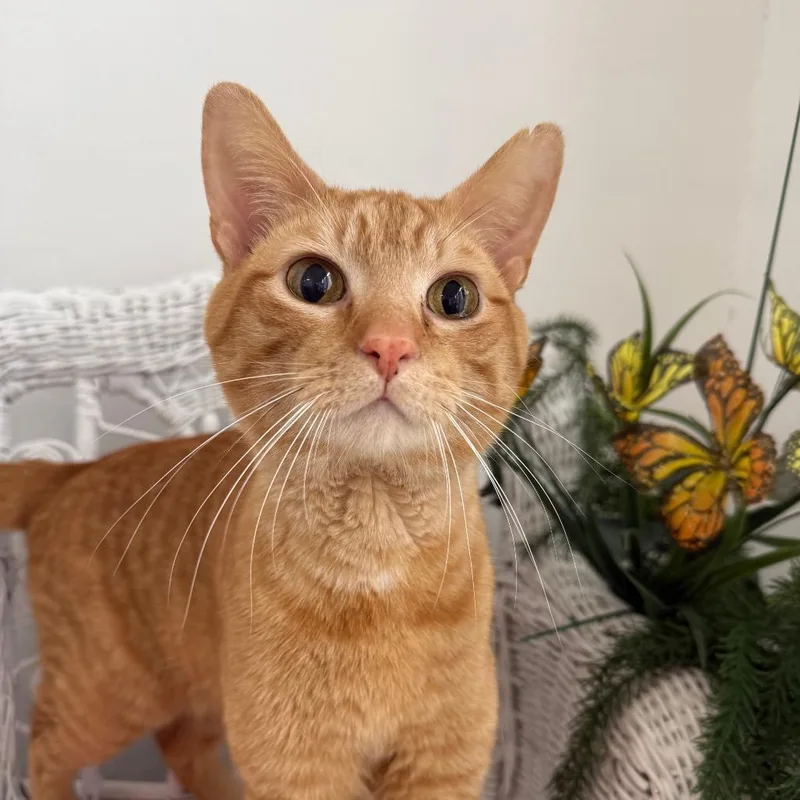 Puppers Palm thumbnail 4