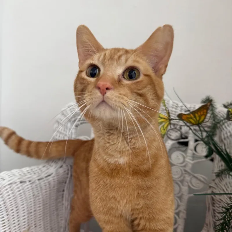 Puppers Palm thumbnail 6