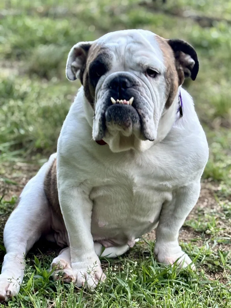 An adult medium-sized female White / Cream English Bulldog dog named Olive for adoption in Midlothian, VA