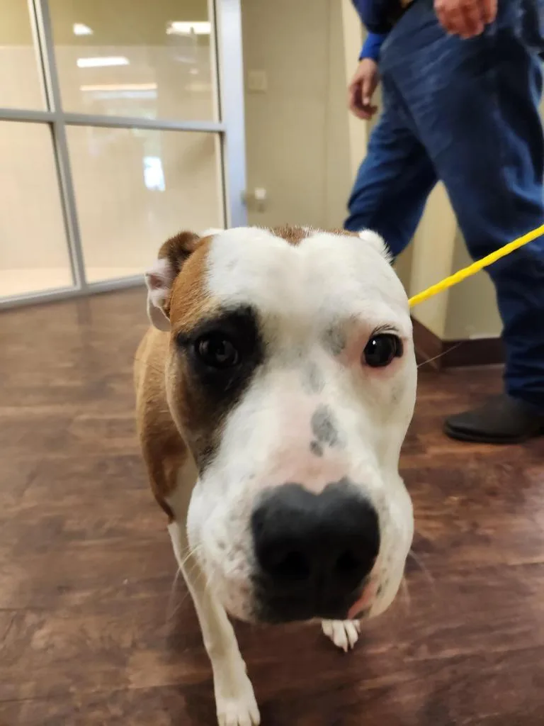 A young medium-sized female Pit Bull Terrier dog named Dog Kennel  Carmelo for adoption in Greenville, TX