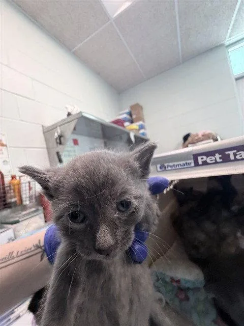 A baby small-sized male Gray / Blue / Silver Domestic Short Hair cat named Starboard for adoption in Tavares, FL