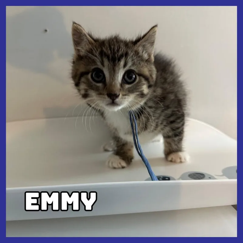 Emmy