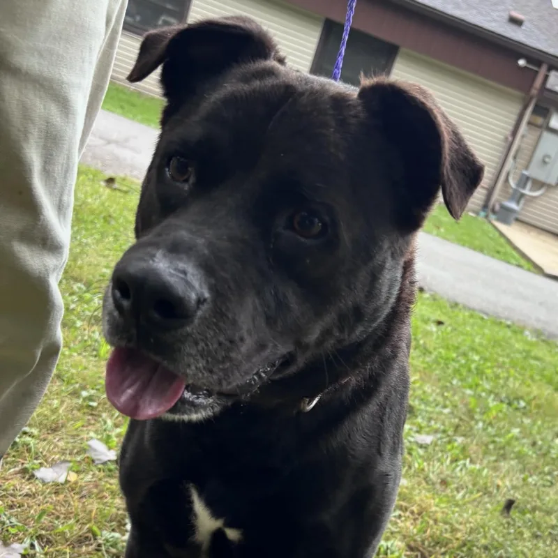 An adult medium-sized male Black Labrador Retriever dog named Bruno for adoption in New Castle, IN