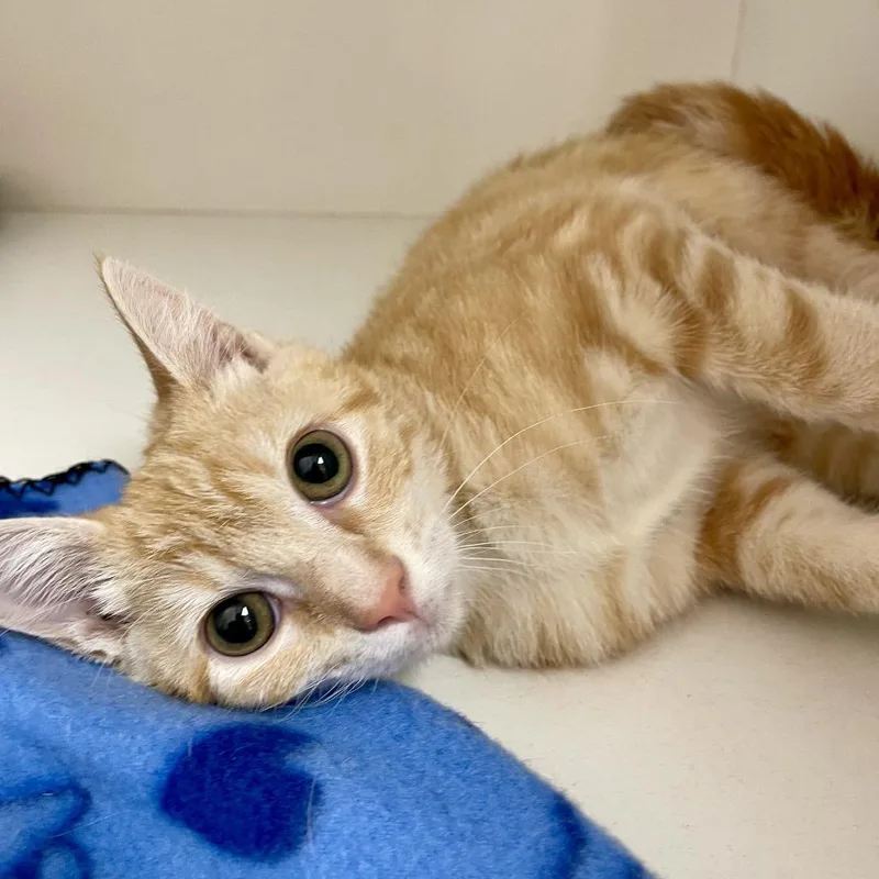 Peaches thumbnail 3