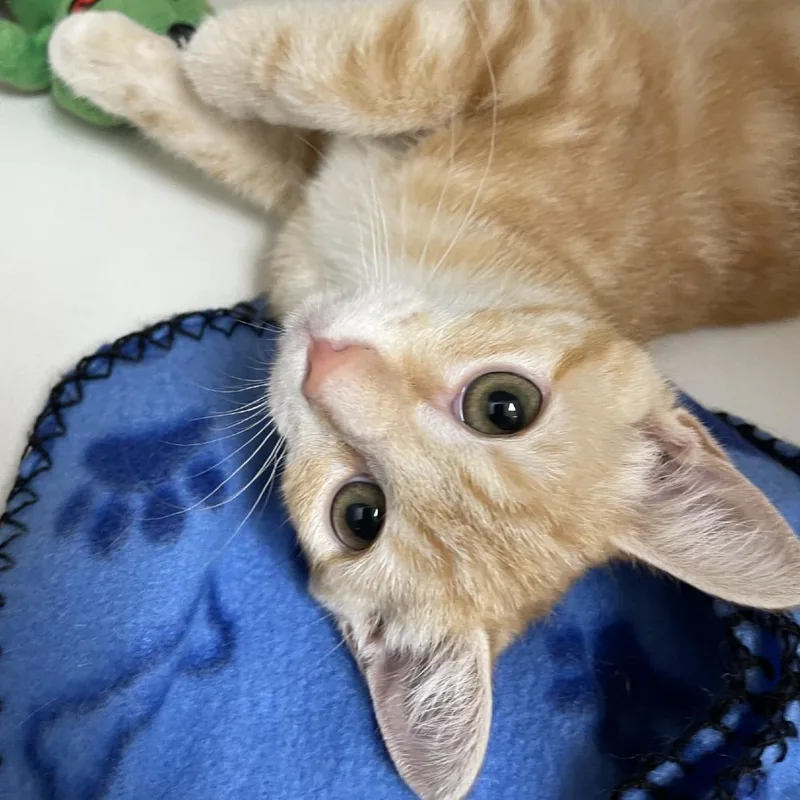 Peaches thumbnail 4