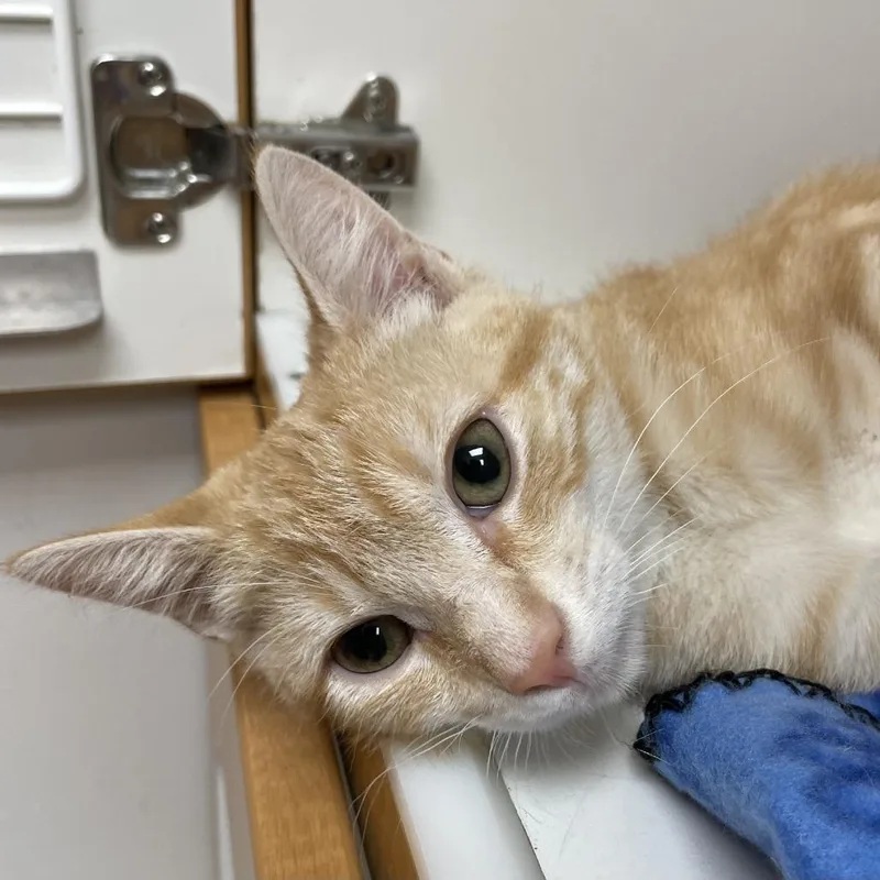 Peaches thumbnail 5