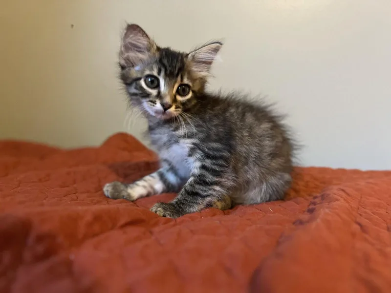 A baby medium-sized female Domestic Medium Hair cat named Cher for adoption in Buford, GA