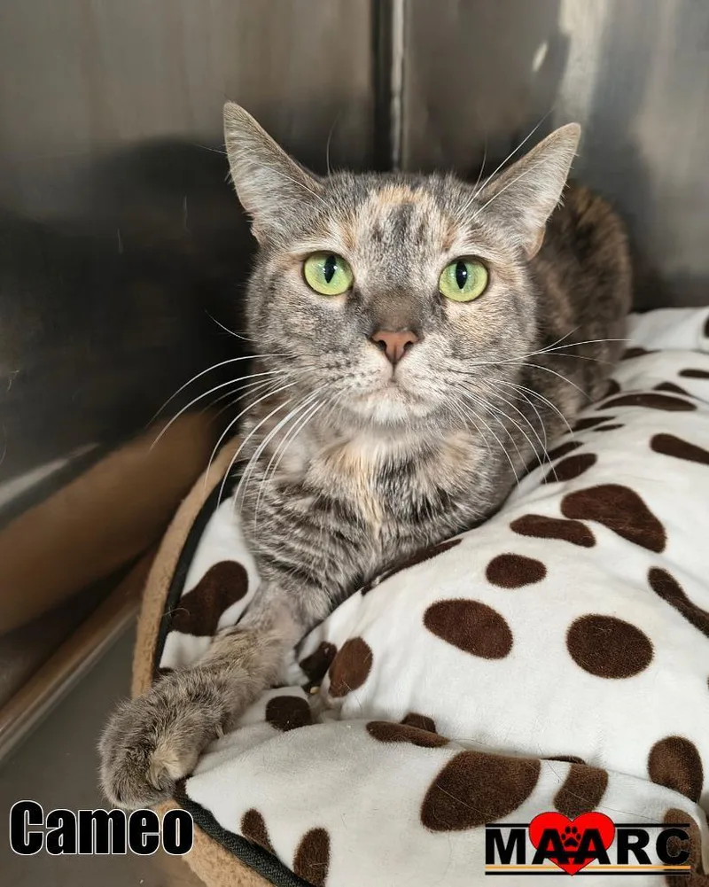 A senior medium-sized female Domestic Short Hair cat named Cameo for adoption in Maryville, TN