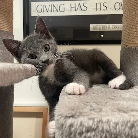 A baby medium-sized male Gray & White Domestic Short Hair cat named Jed for adoption in Beaufort, SC