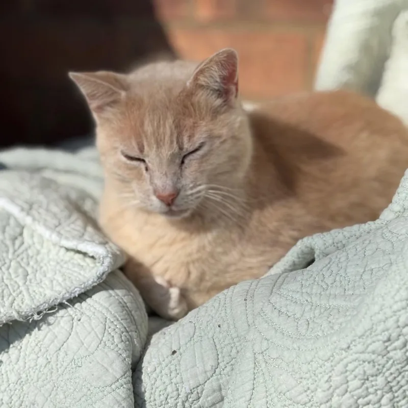 Fred Weasley thumbnail 2