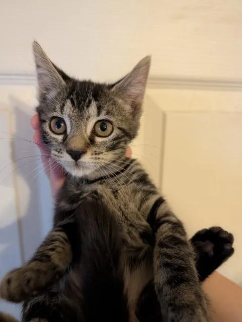 A baby medium-sized female Domestic Short Hair cat named Minnie for adoption in Johnson City, TN