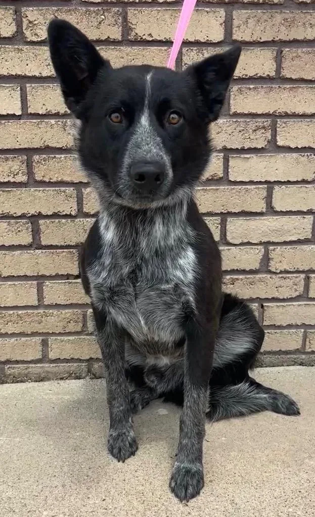 A young medium-sized male Black Australian Cattle Dog / Blue Heeler dog named Colt for adoption in Columbus, NE