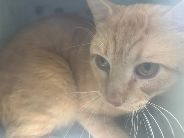 An adult large-sized male Domestic Short Hair cat named Spotless for adoption in Garland, TX