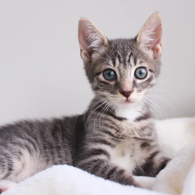 A baby medium-sized female Tabby (Gray / Blue / Silver) Domestic Short Hair cat named Luna for adoption in Wayne, NJ