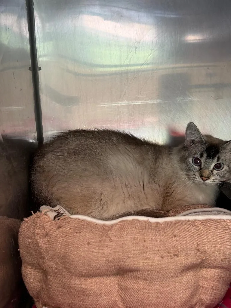 An adult medium-sized female Siamese cat named Rio for adoption in Virginia, MN