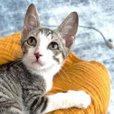 A baby medium-sized male Tabby (Gray / Blue / Silver) Domestic Short Hair cat named Augustus for adoption in Bronx, NY