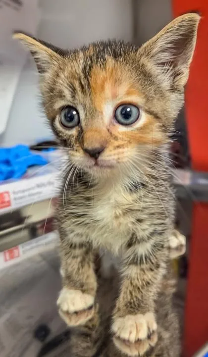 A baby small-sized female Domestic Short Hair cat named Thingamabob for adoption in Fresno, CA