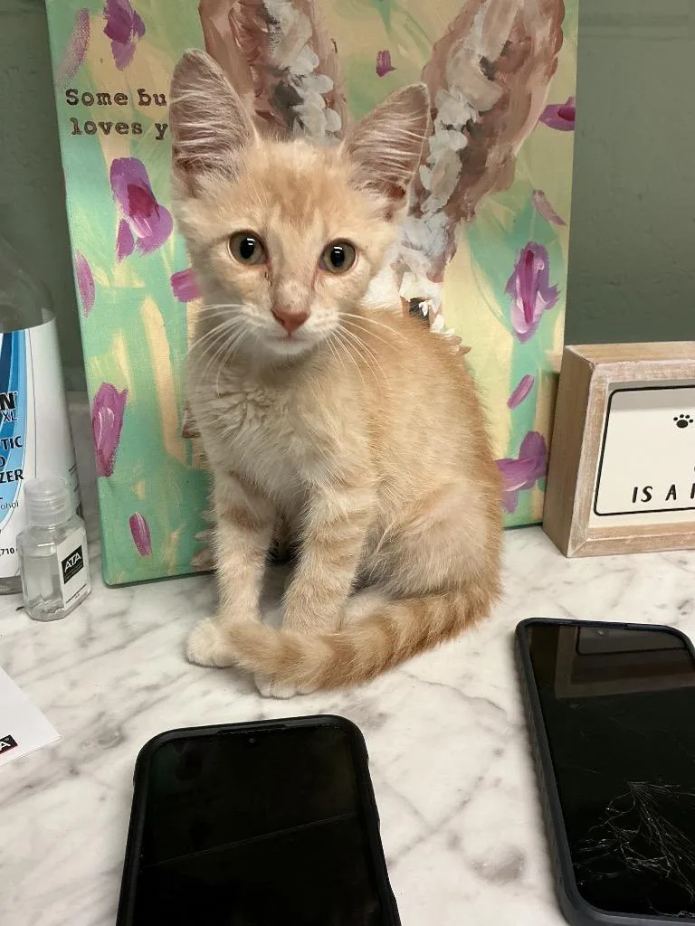 A baby small-sized male Abyssinian cat named Simba for adoption in Dyersburg, TN
