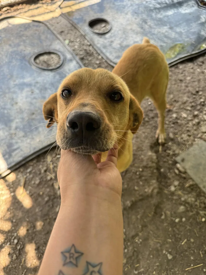 An adult medium-sized male Labrador Retriever dog named Jabarkus for adoption in New Martinsville, WV