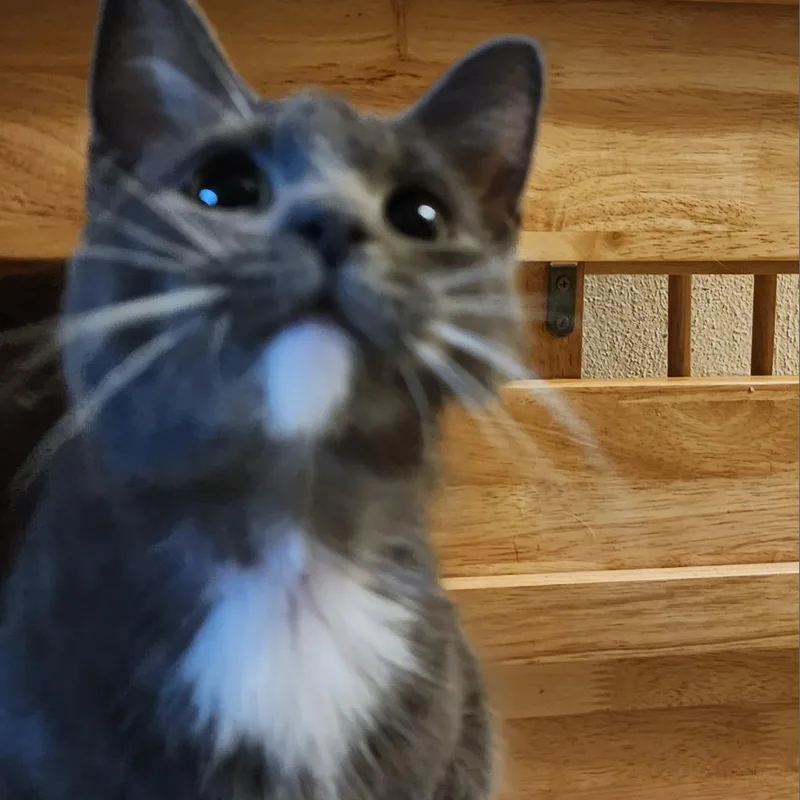 An adult small-sized female Gray / Blue / Silver Domestic Short Hair cat named Brownie for adoption in Toledo, OH