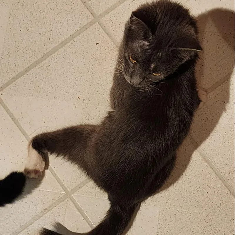 Brownie thumbnail 3