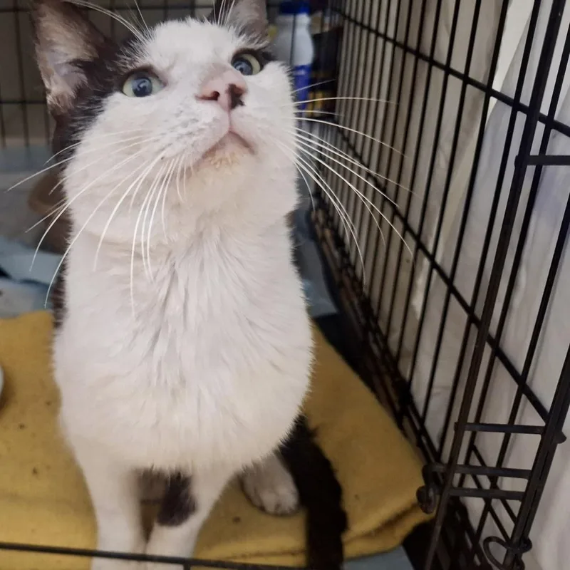 An adult large-sized male Gray & White Domestic Short Hair cat named Thomas for adoption in Houston, TX