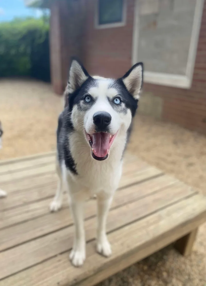 Meeko