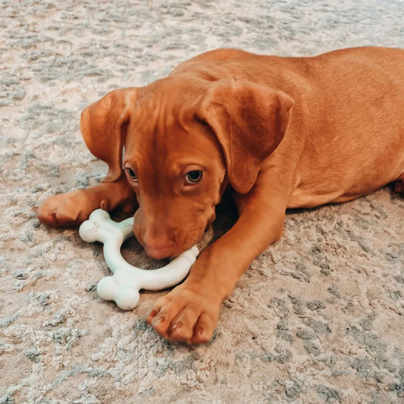 A baby medium-sized male Vizsla dog named Bruno for adoption in Sanford, FL