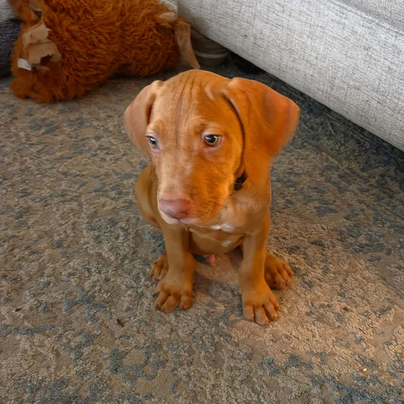 Bruno thumbnail 2