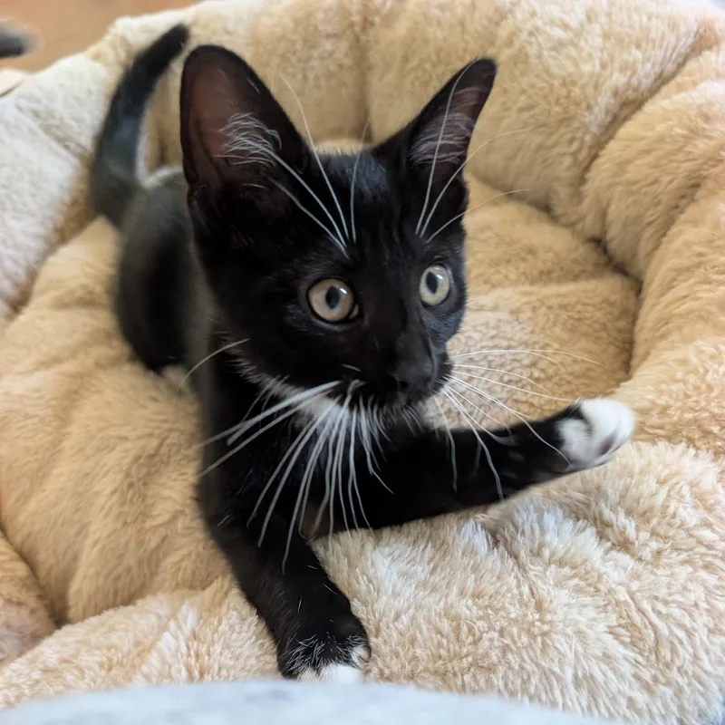 A baby small-sized female Black & White / Tuxedo Domestic Short Hair cat named Bean for adoption in Orange, CA