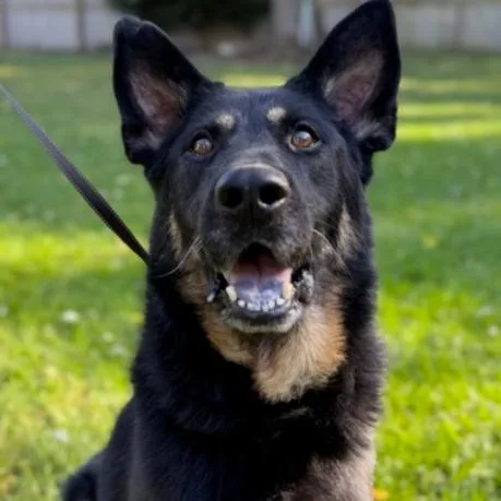 An adult large-sized male Black German Shepherd Dog dog named Bullet for adoption in Naperville, IL