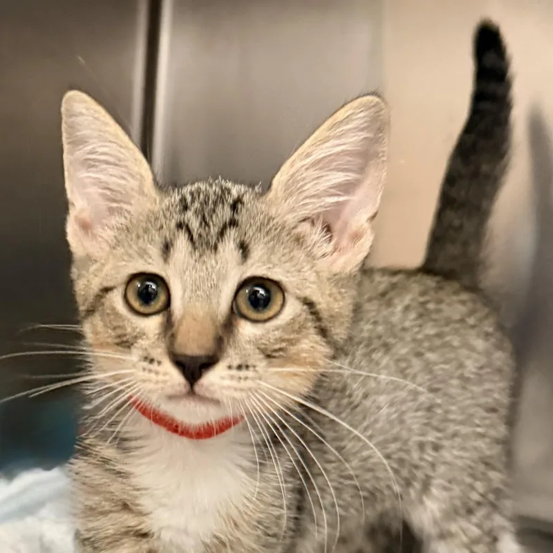 A baby small-sized male Gray / Blue / Silver Domestic Short Hair cat named Espresso for adoption in Palm Springs, CA