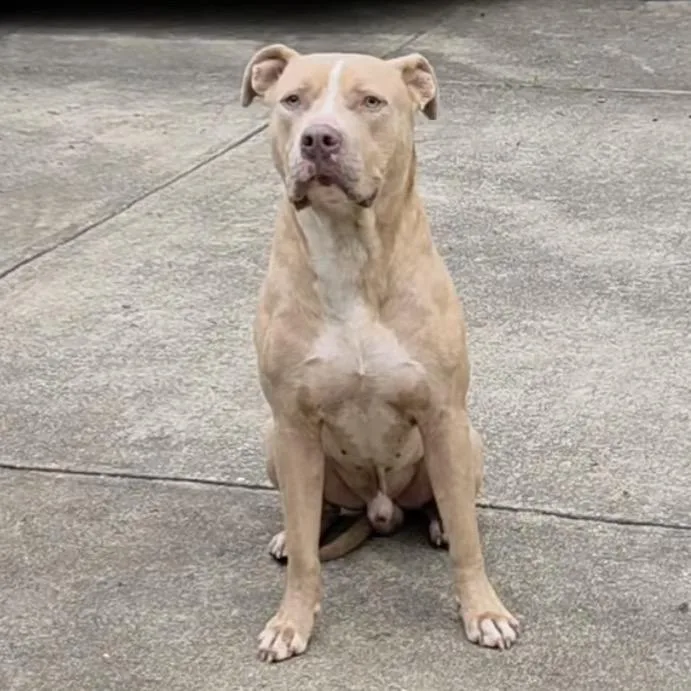 A young large-sized male Yellow / Tan / Blond / Fawn Mixed Breed dog named Straybentleydrive for adoption in Columbus, GA
