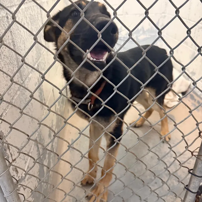 A young large-sized male Black German Shepherd Dog dog named Lincoln for adoption in Indianapolis, IN