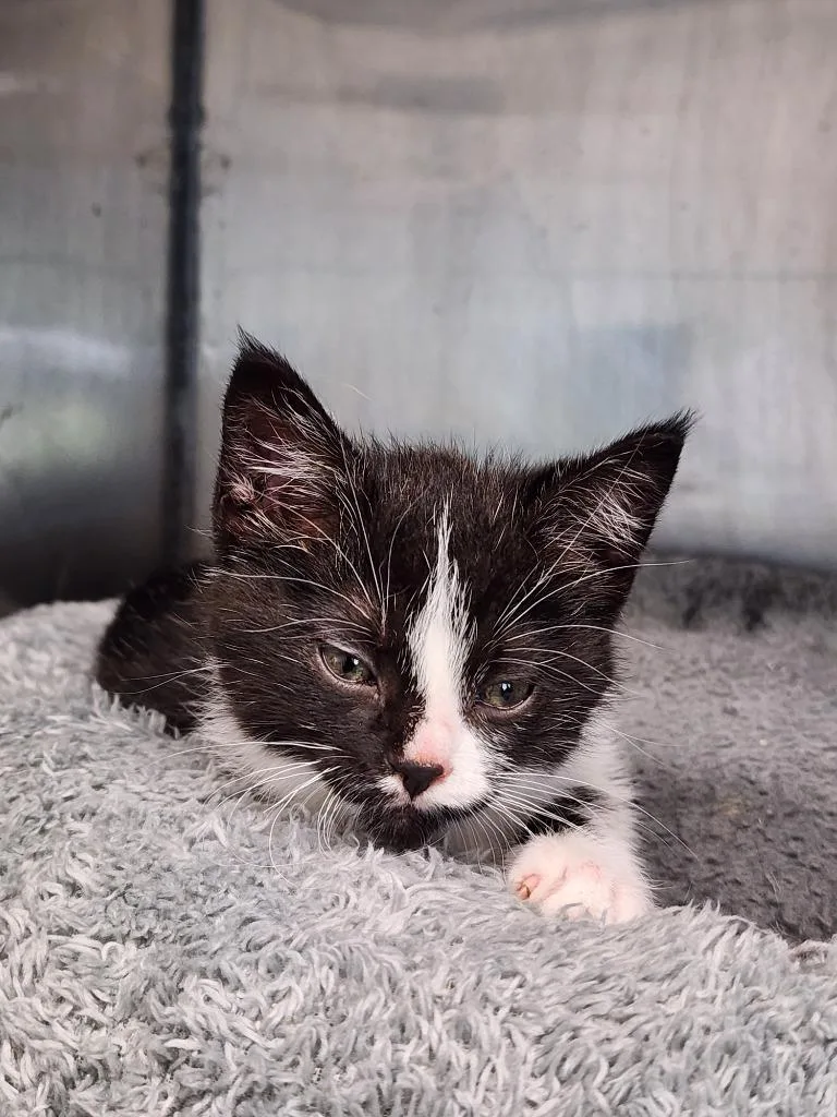 A baby medium-sized female Domestic Short Hair cat named Loofa for adoption in Virginia, MN