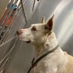 An adult large-sized female White / Cream Mixed Breed dog named YORKStray for adoption in York, PA