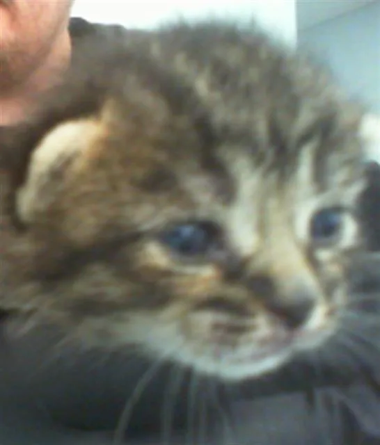 A baby small-sized female Domestic Short Hair cat named Phoebe for adoption in Charlotte, NC