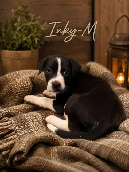 A baby medium-sized male Mixed Breed dog named Inky for adoption in Guntersville, AL