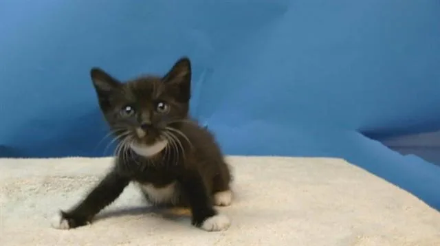 A baby small-sized female Domestic Short Hair cat named A for adoption in Gardena, CA