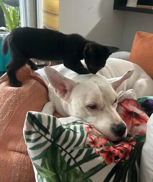 Benny and Billy thumbnail 2