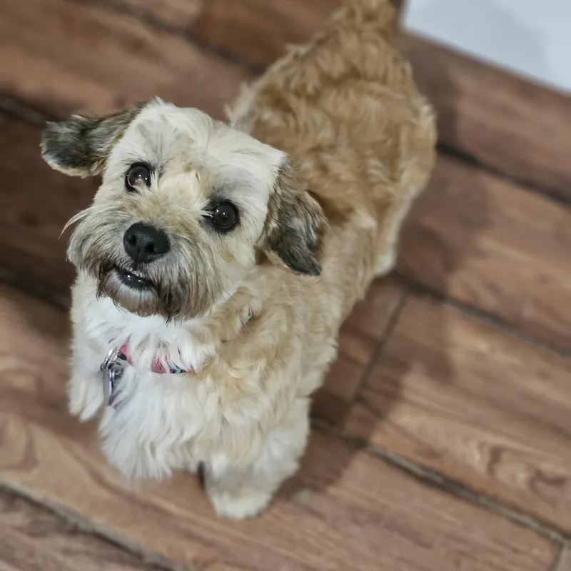 Coco so il thumbnail 5