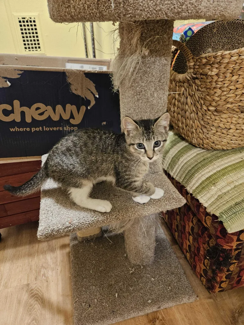 A baby small-sized male Tabby (Brown / Chocolate) Domestic Short Hair cat named Kitkat for adoption in Long Island City, NY