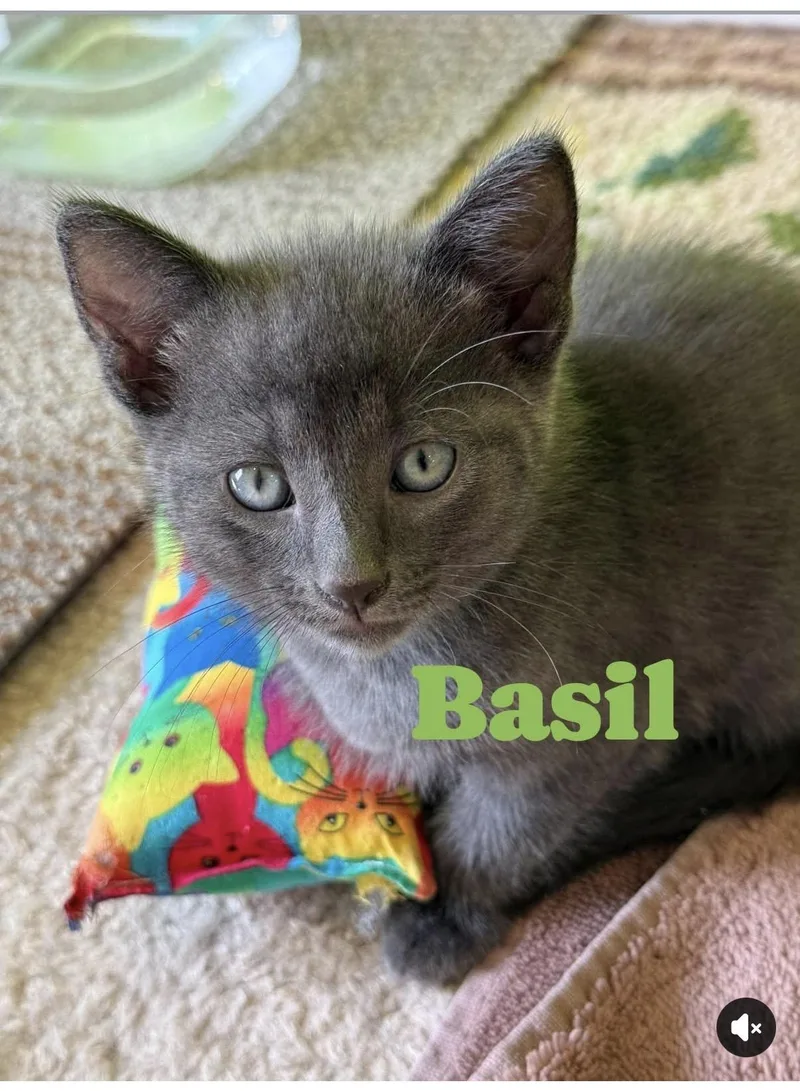 Basil