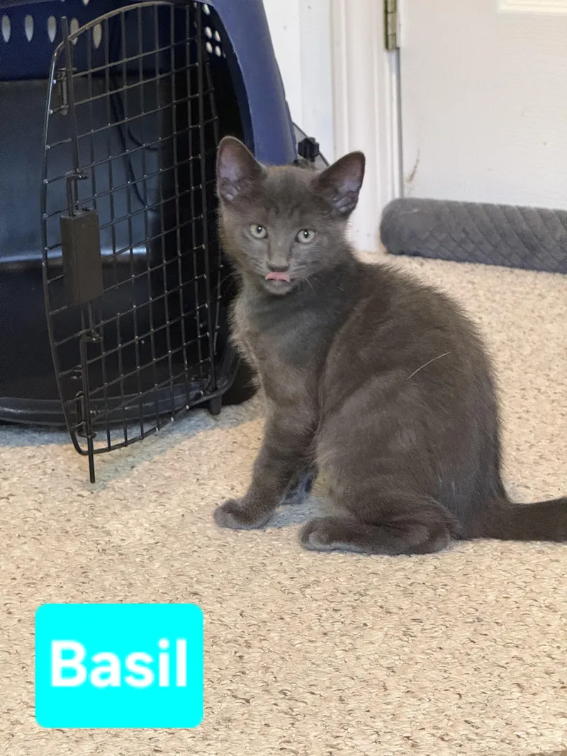 Basil thumbnail 2